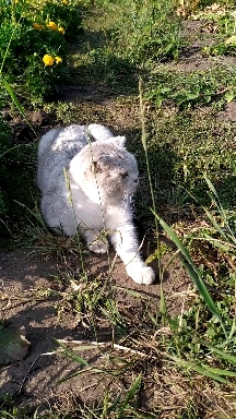 Кошка Диана