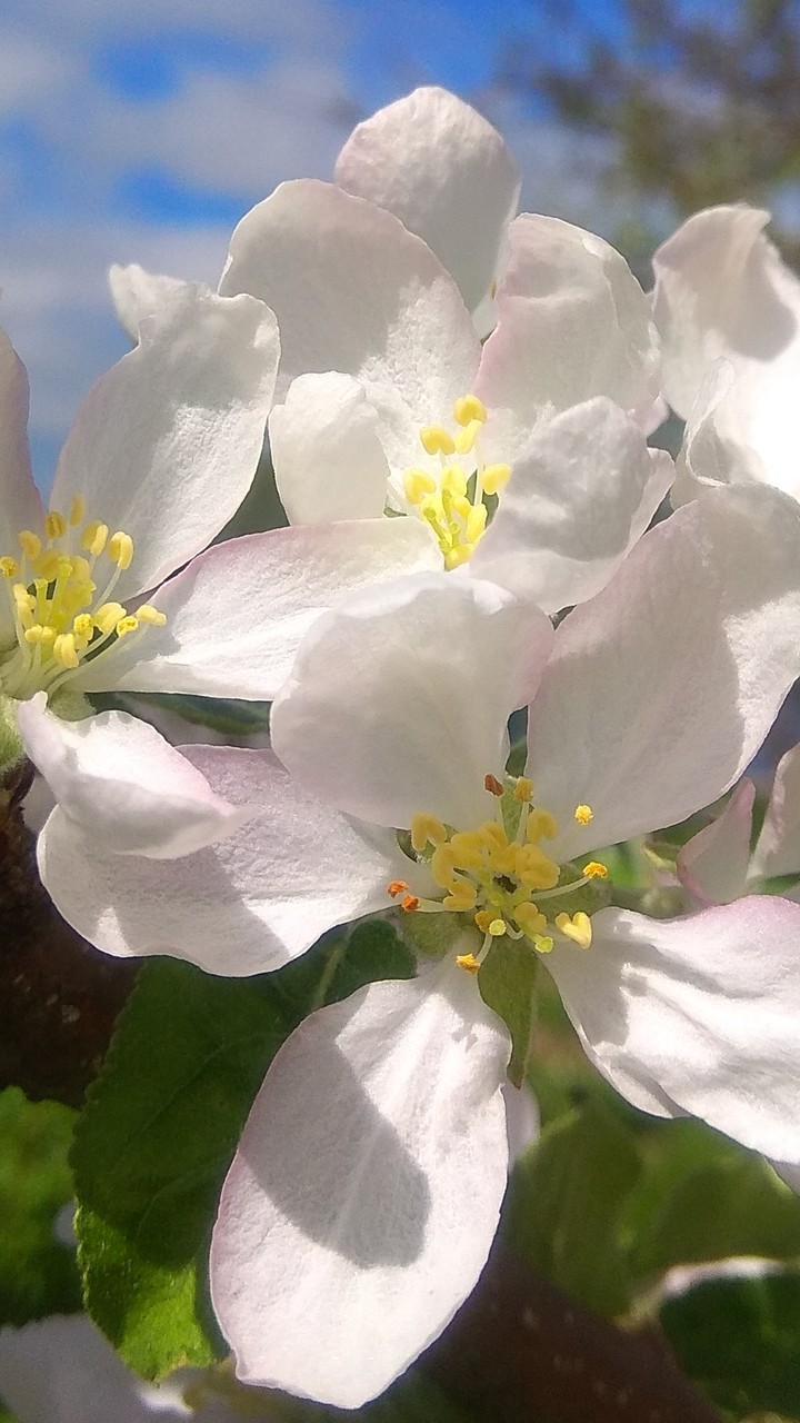 Apple blossom