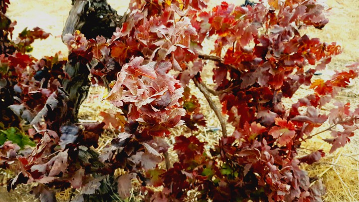 grape leaves plant