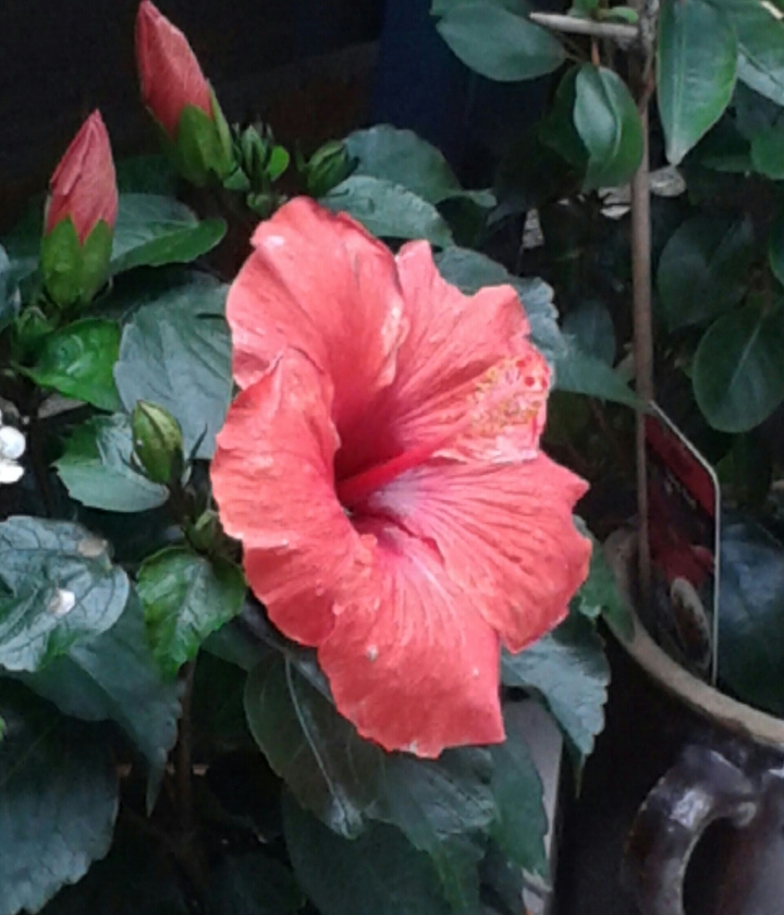 Hibiskus