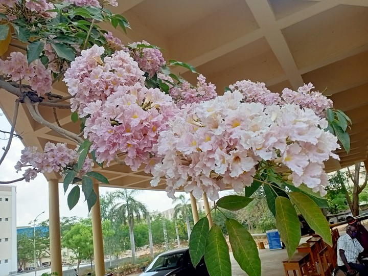 purple pinkishwhite flowers