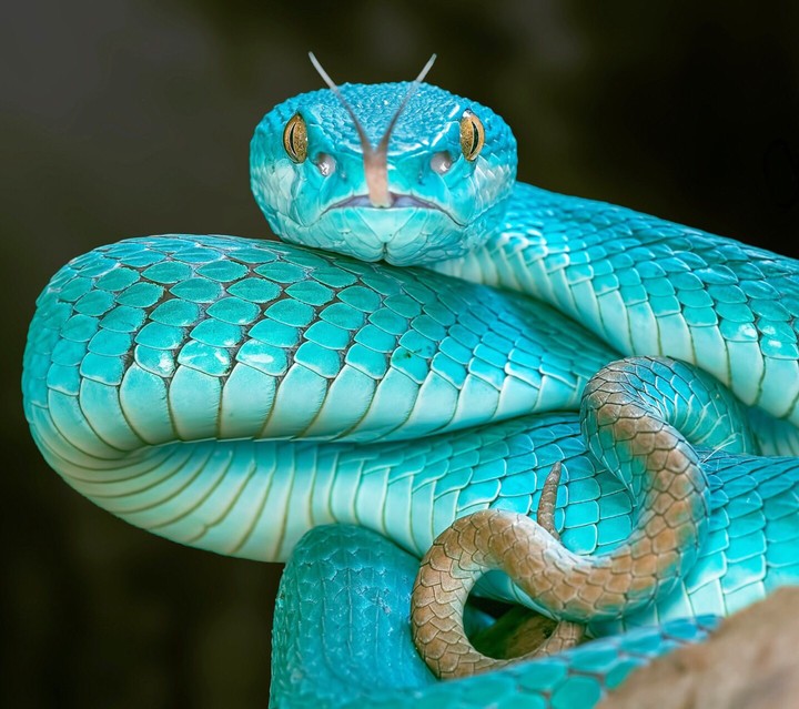 snake