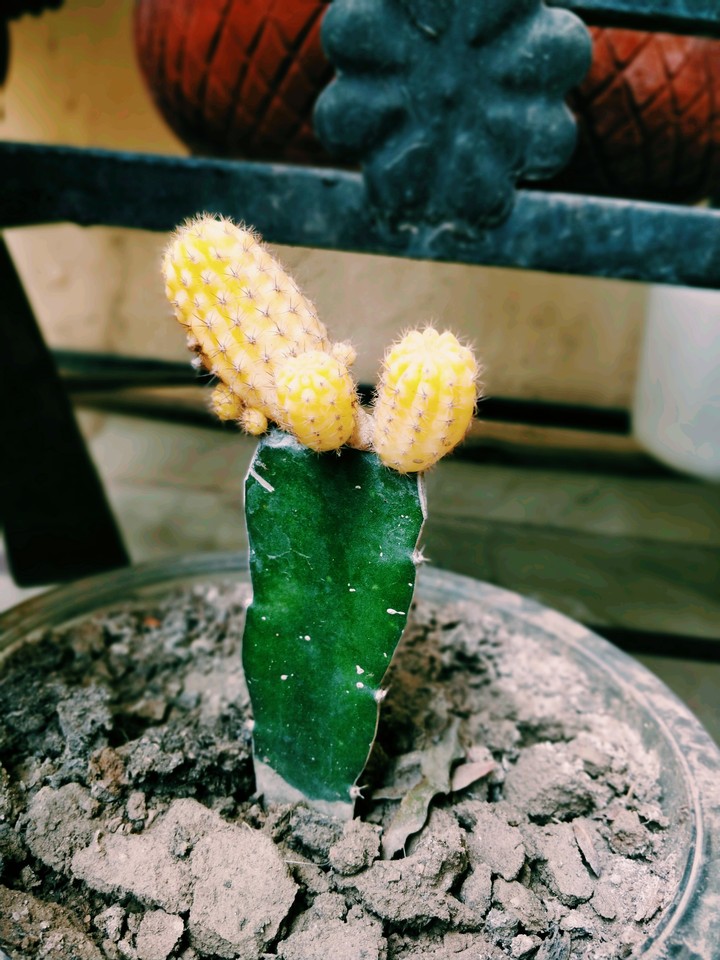 cactus