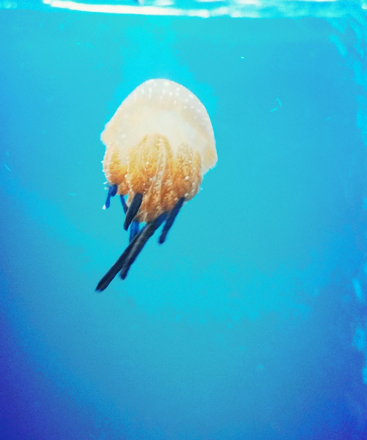 jellyfish