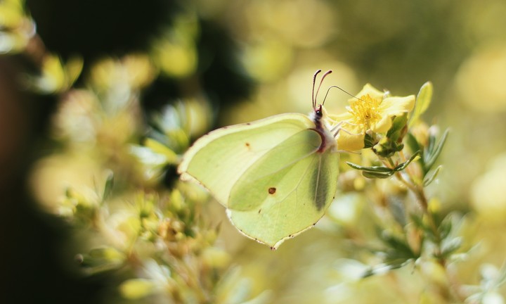 Butterfly