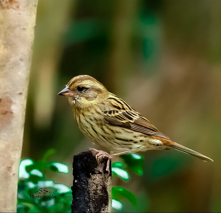 wildlife photography