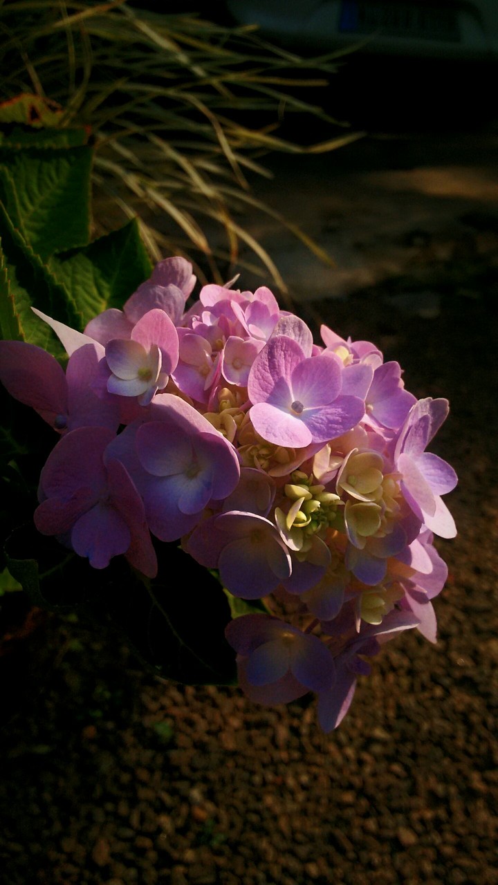 a unknown flower