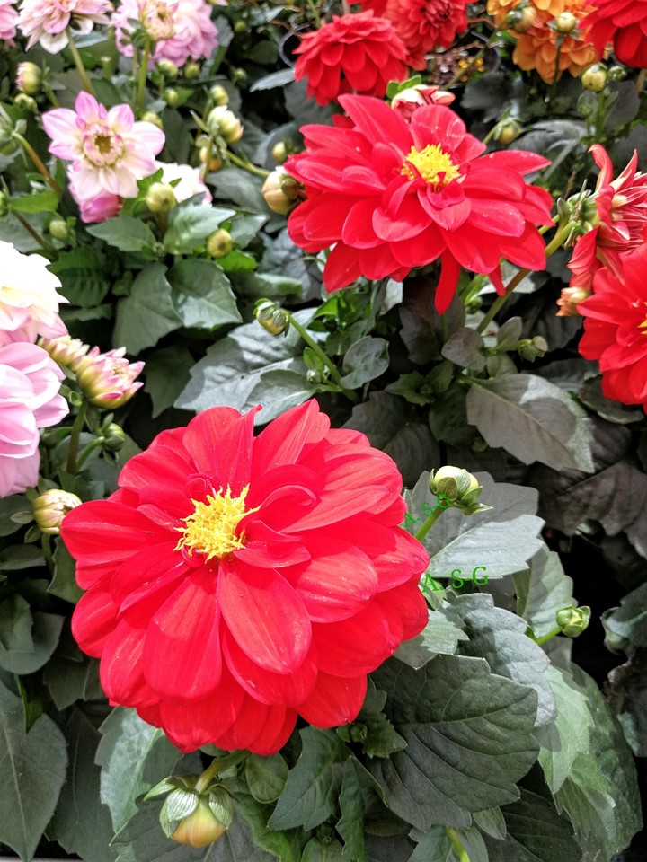 dahlia