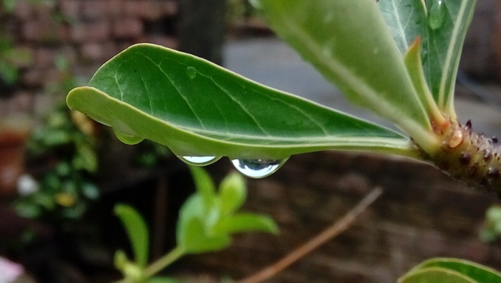 rainkissed