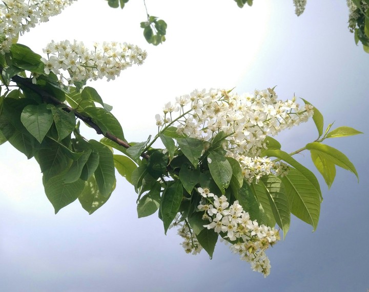 Bird-cherry tree