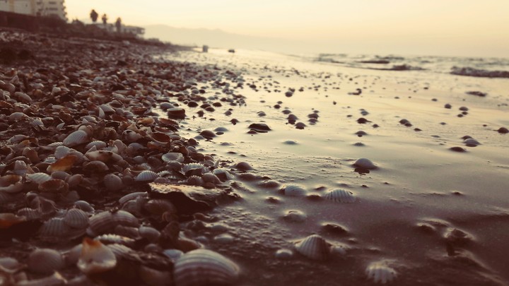 #clam
