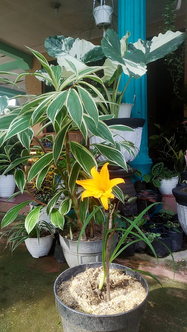 yellow