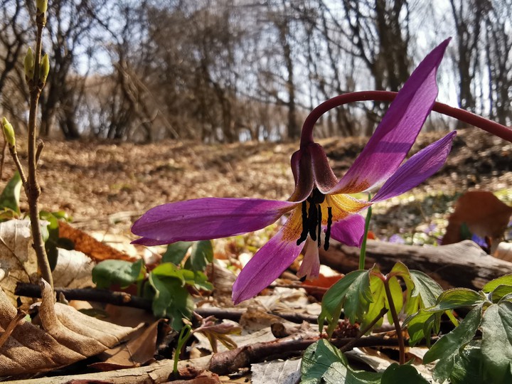 flower