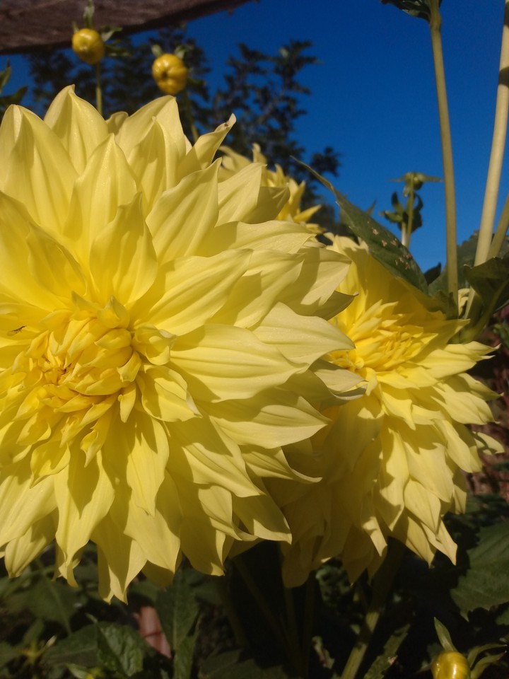 yellow