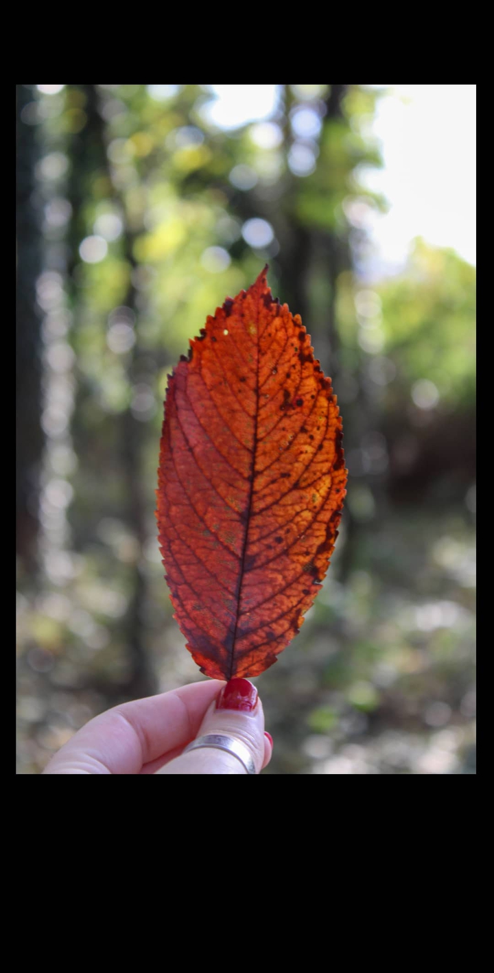 leaf