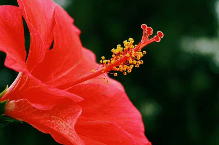Hibiscus