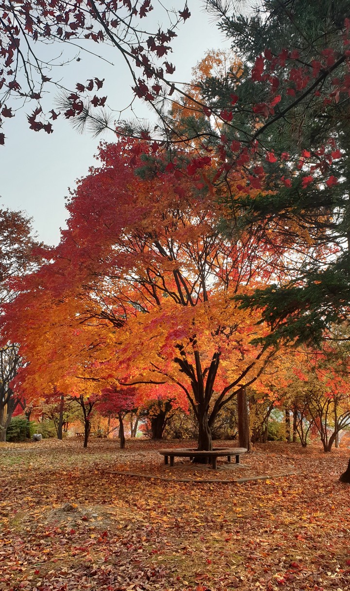 단풍