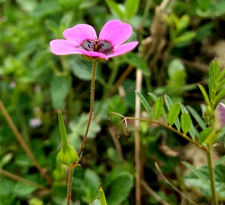 flower , nature , beauty ❤️