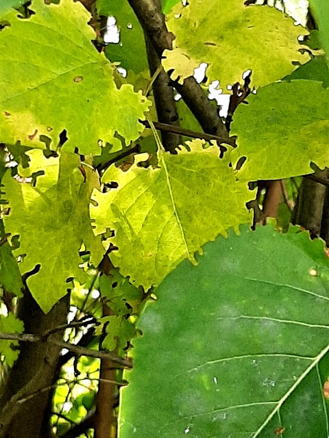 Green, Leaf, Yellow