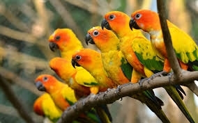 Wow!  BEAUTIFULL PARROTS