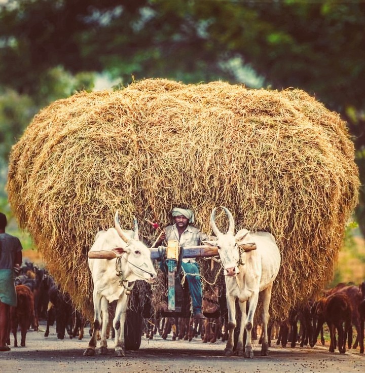 village life