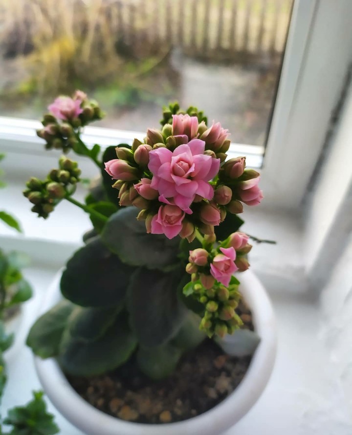 mother's flower