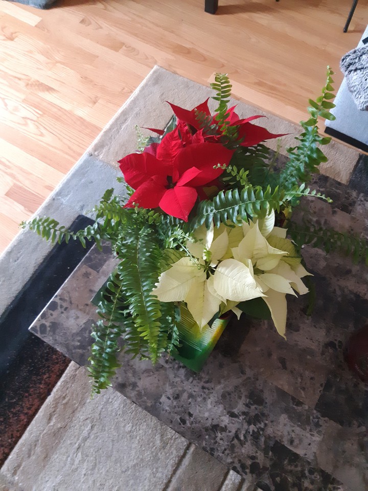Poinsettia