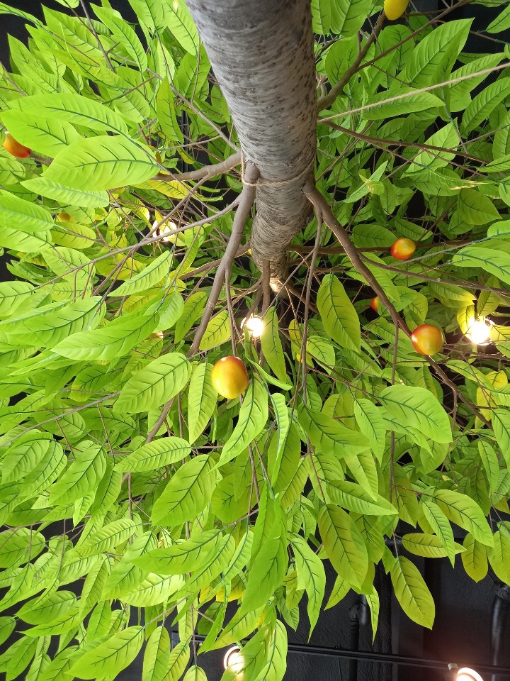 tree mango