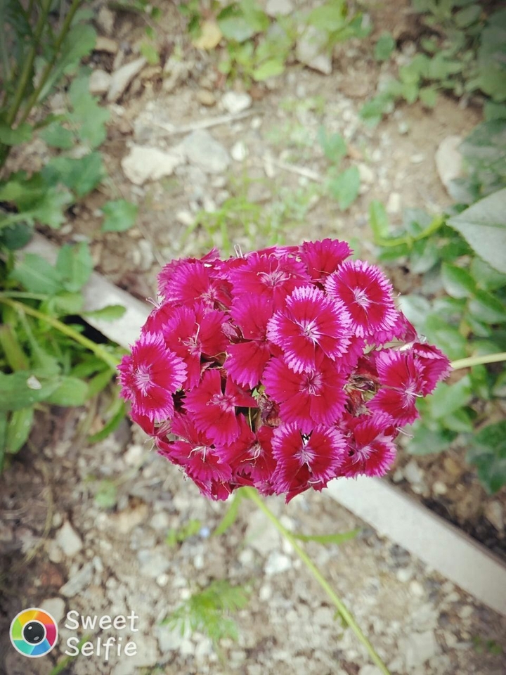 flower