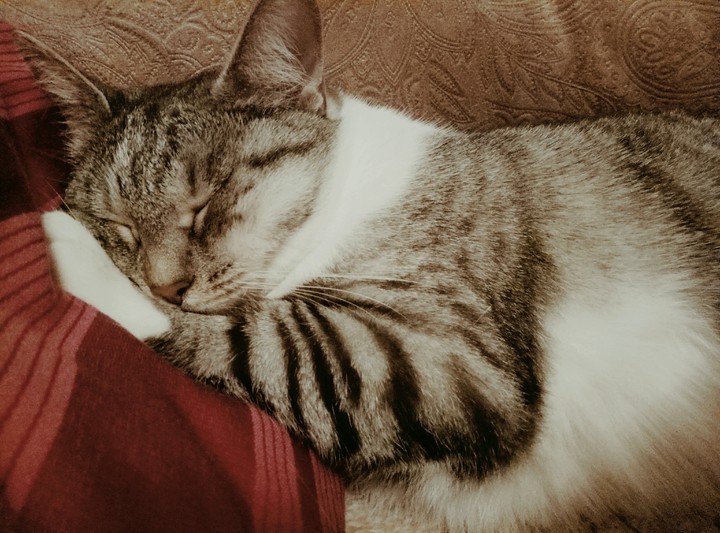 Кошка