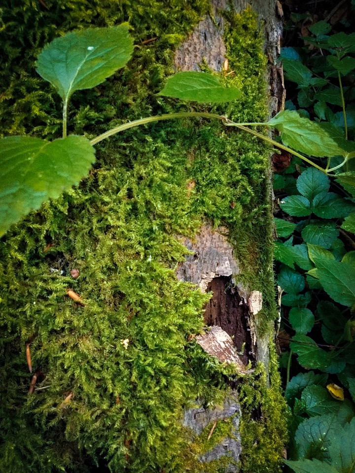 Tree in the forest