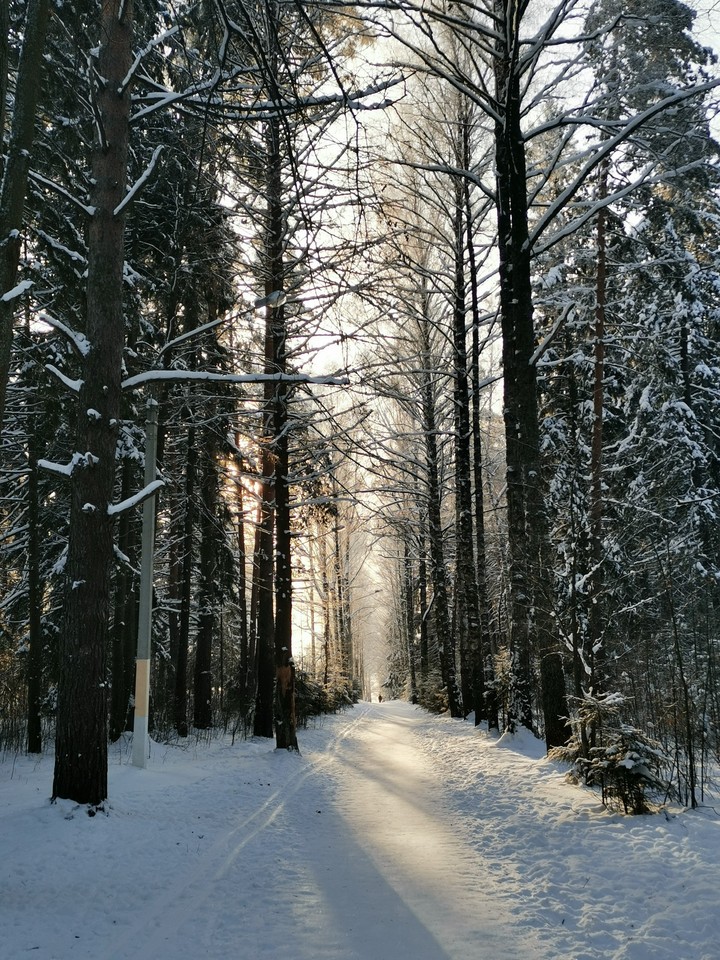 forest