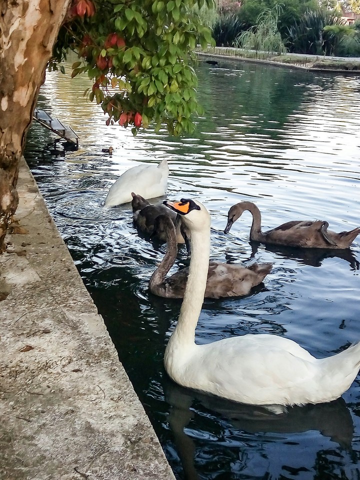 Swans