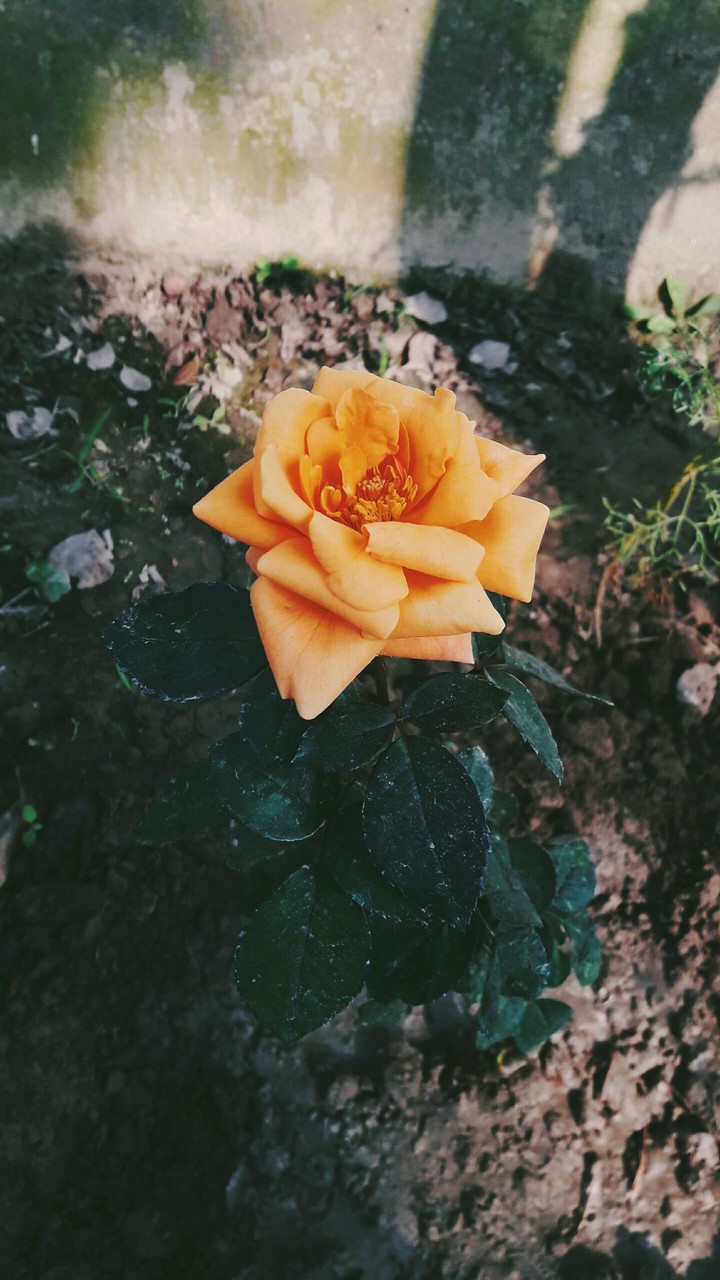 rose