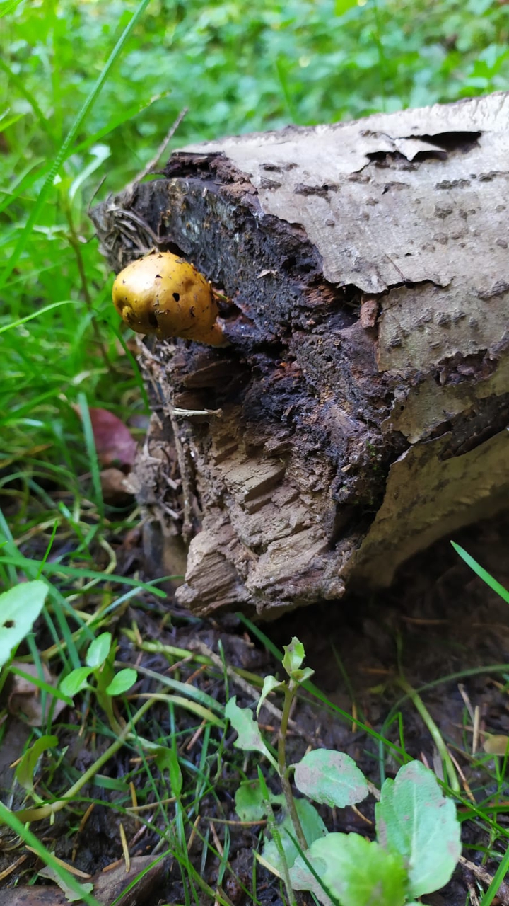 nature