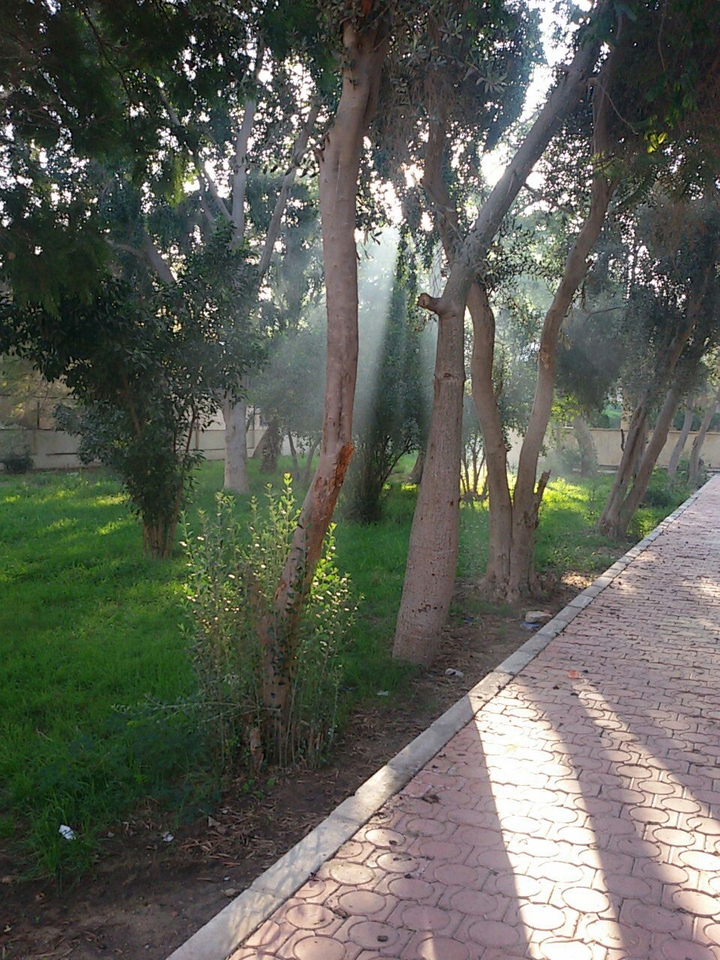 trees