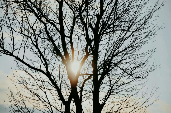 tree