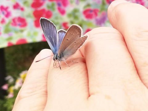 тапети arthropod, thumb
