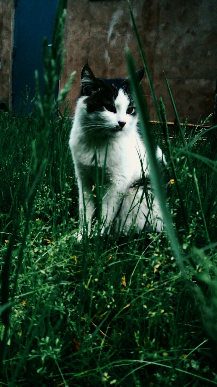 cats