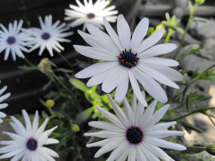 flower.