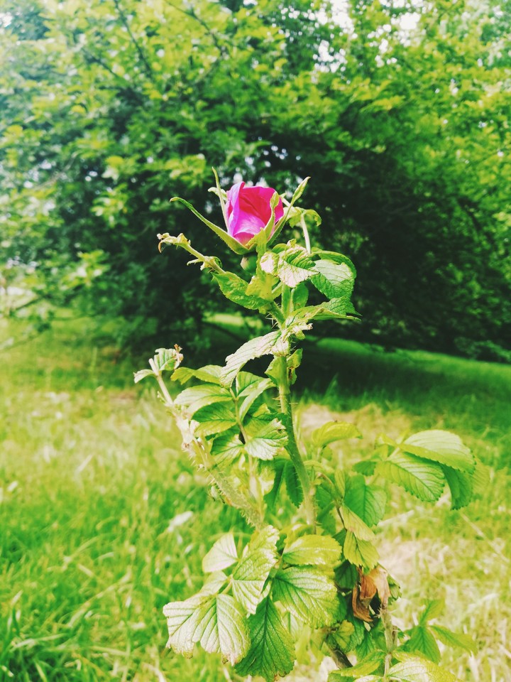 Rose