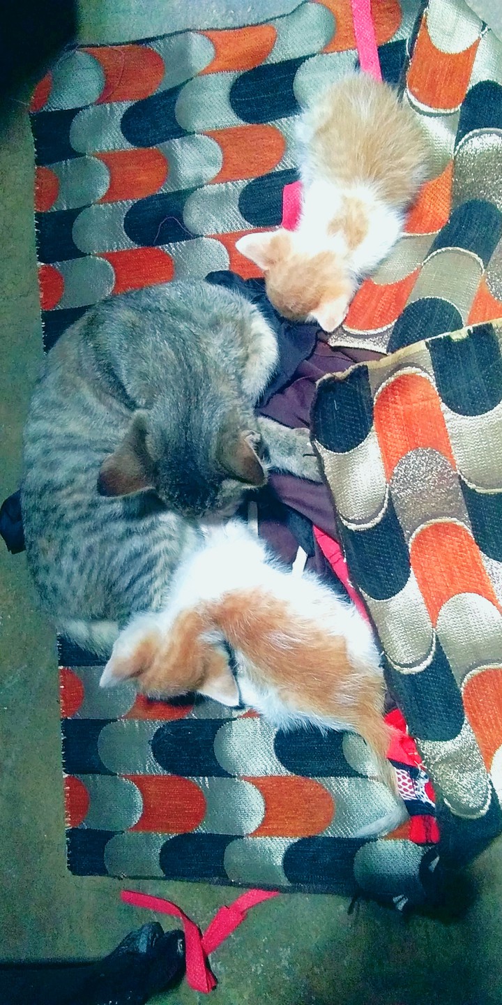 our kittens