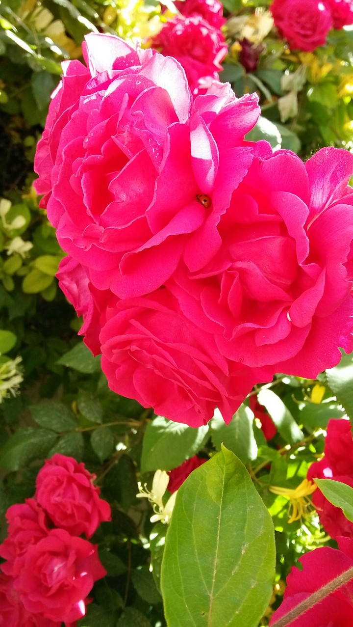 Rossette