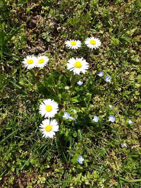 spring flowers