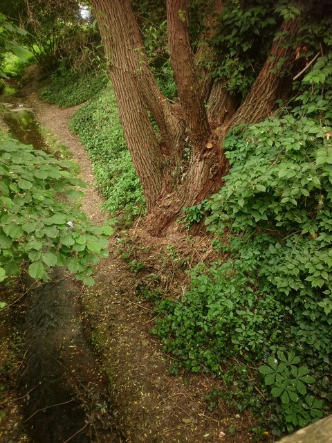 forest