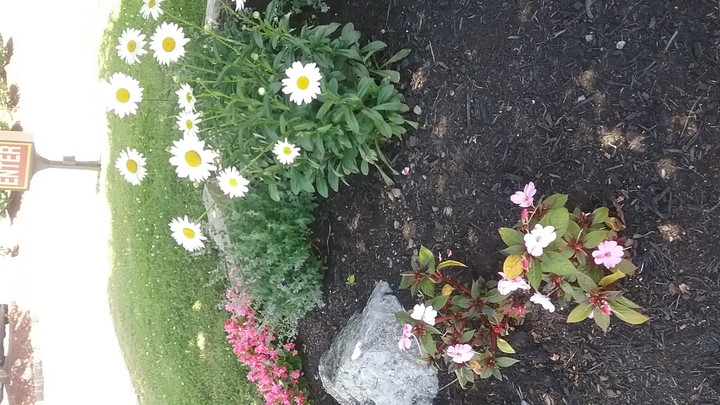 lil garden