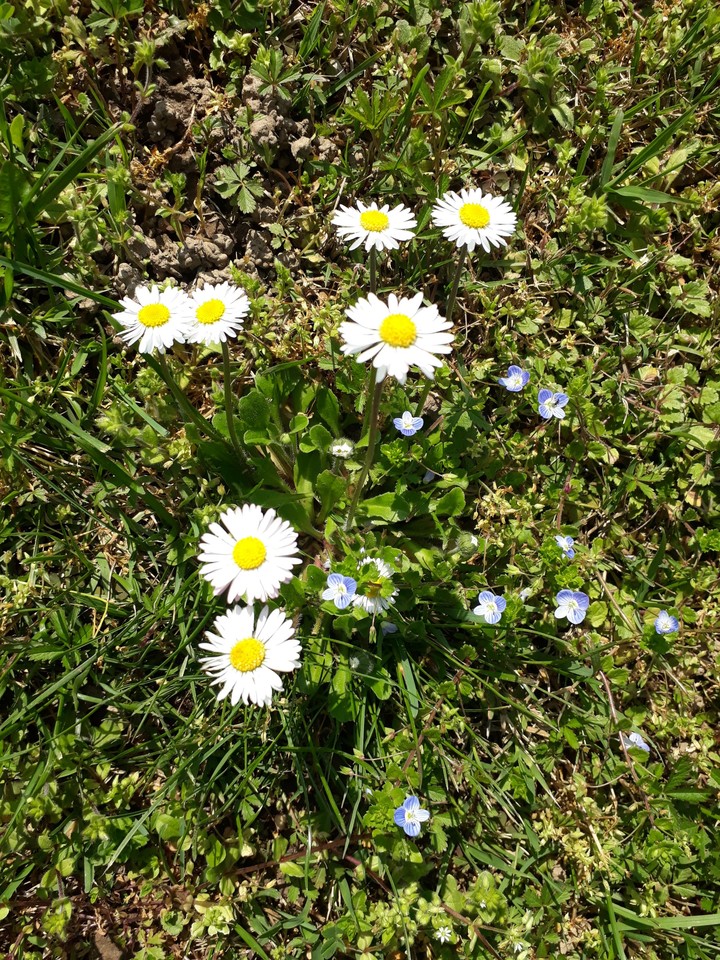 spring flowers