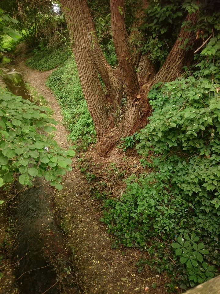 forest
