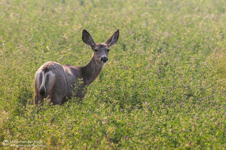 Roe Deer in green