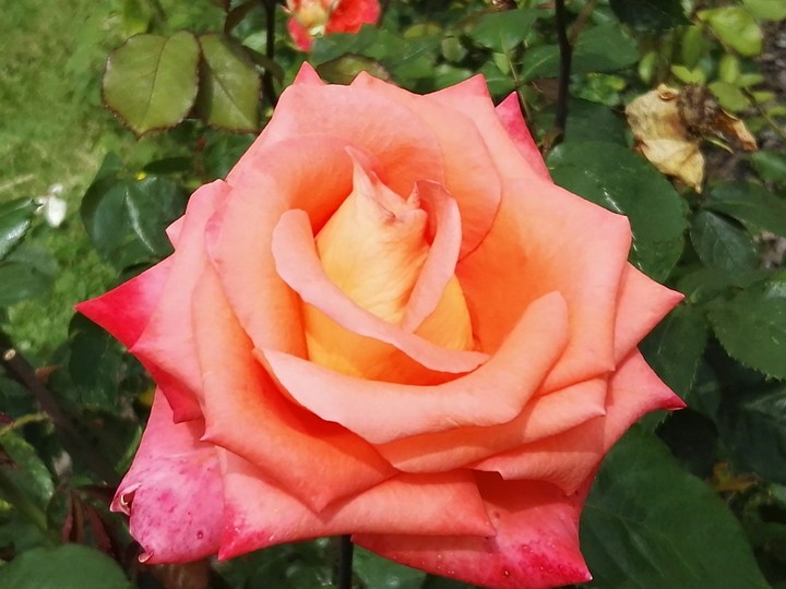 rose 